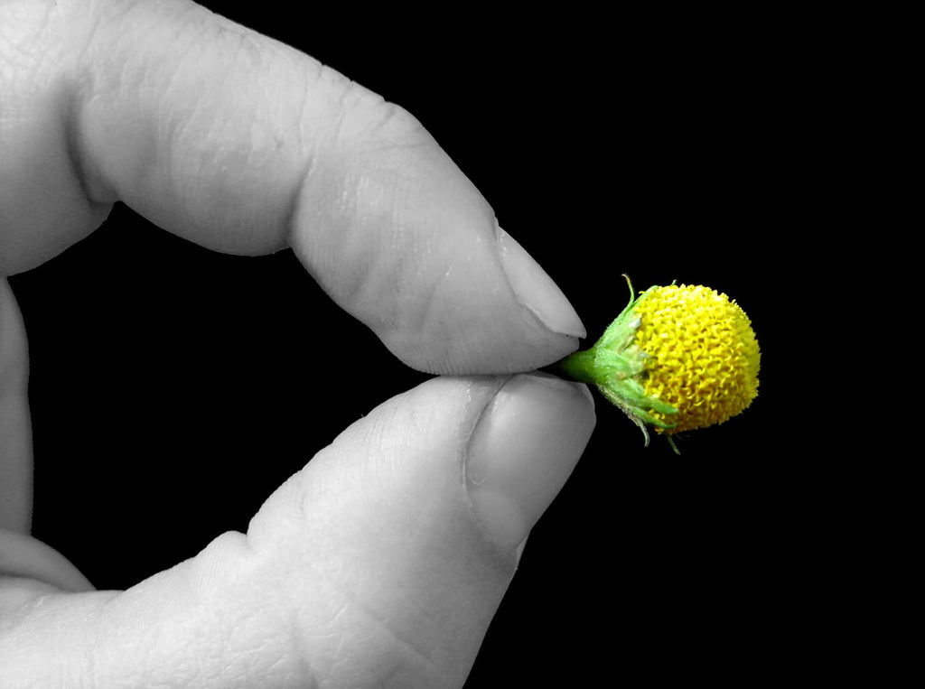 A person holding a vibrant yellow Sechuan Button with a blurred grayscale background and a finger on their lips, symbolizing the sensory surprise.