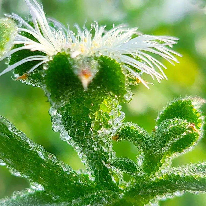 BlinQ Blossoms (Bubble Blossoms): Recipes & Where to Buy