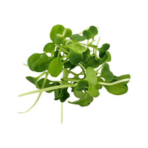 Buy Micro Pak Choi Green Online in New York.