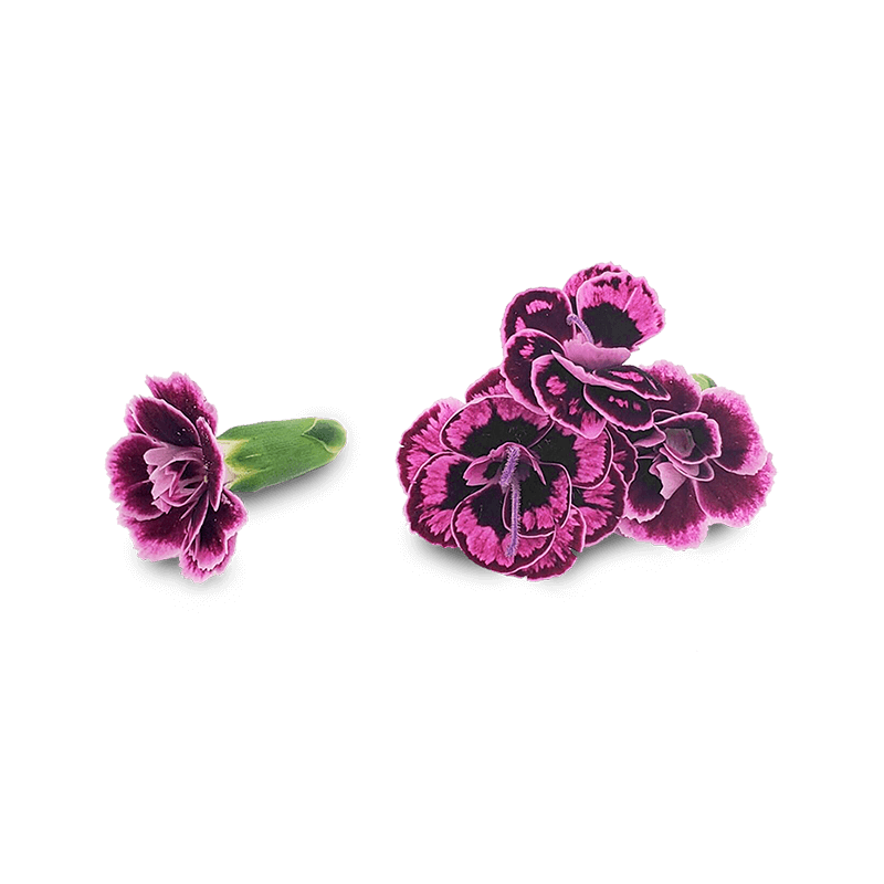 Close-up of Micro Pink Dianthus – vibrant edible flowers grown in Long Island, NY for NYC restaurants