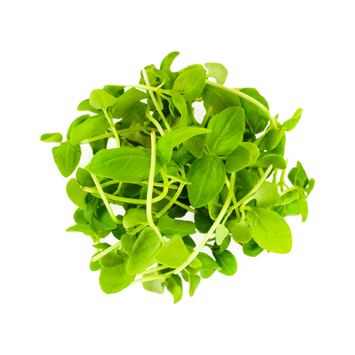 Micro Basil