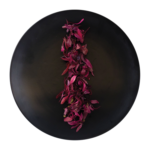 Micro Beets