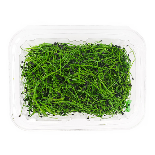 Micro Chives