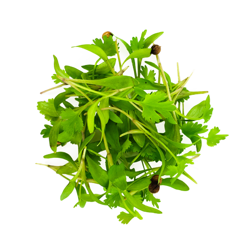 Micro Cilantro