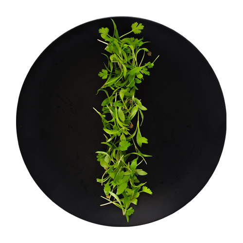 Micro Cilantro