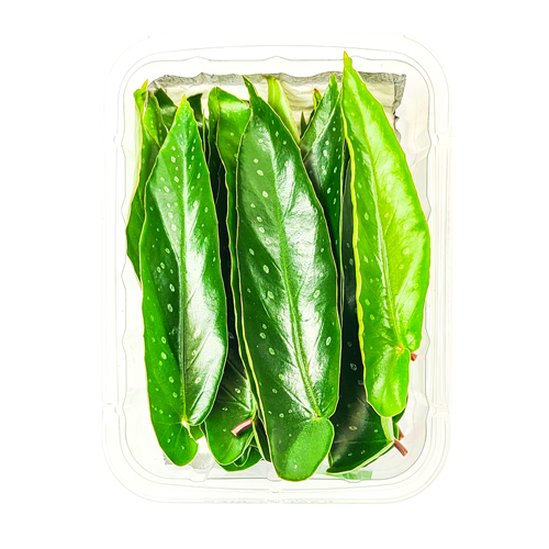 Clamshell pack of Leopard Leaves – specialty greens grown in Long Island, NY for NYC culinary use