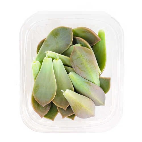 vegetable that looks like a succulent Majii Leaves – Buy Maji Plant Leaves Online