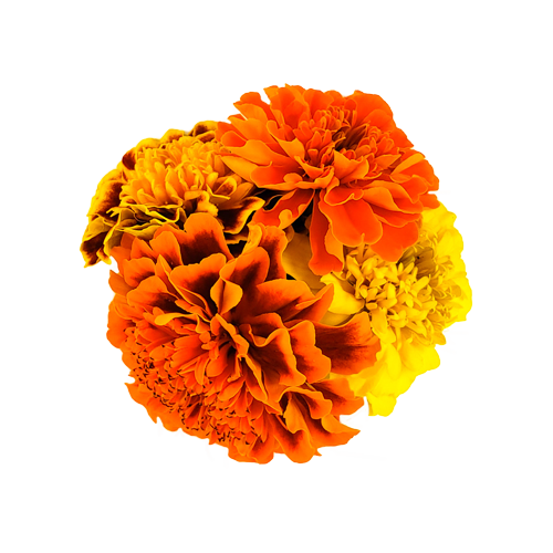 are marigold seeds edible Marigold Flowers – Buy Edible Marigolds Online