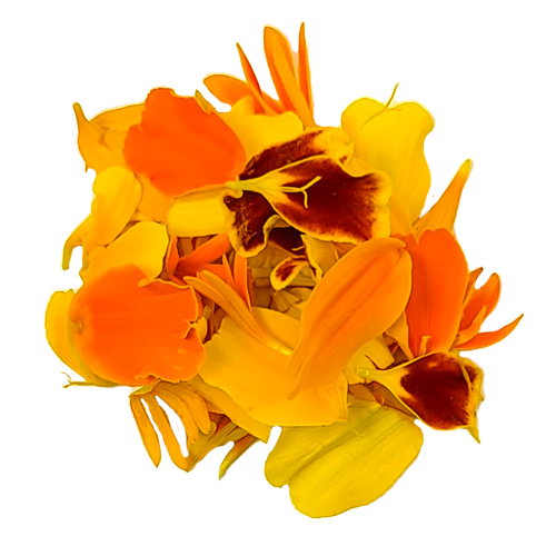Close-up of vibrant Marigold Petals – fresh edible petals grown in Long Island, NY