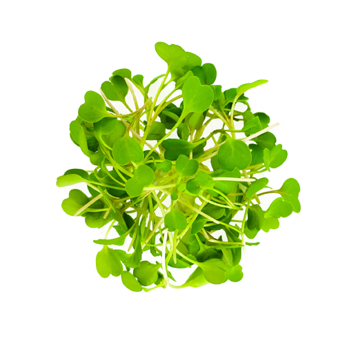 Close-up of Micro Arugula – peppery microgreens grown in Long Island, NY for NYC chefs