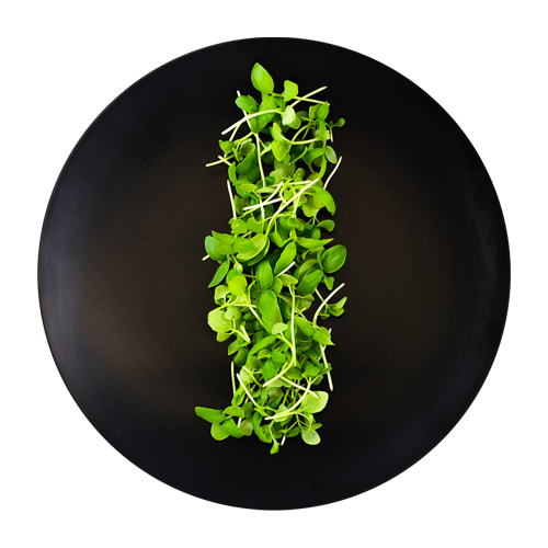 Micro Basil Italian – Buy Micro Basil & Opal Basil Online | WeQook