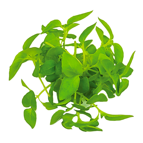 Micro Basil Lemon – Buy Lemon Basil Microgreens Online | WeQook
