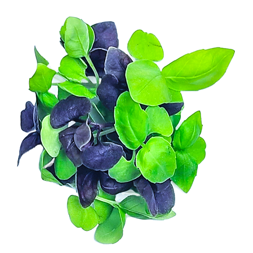 Micro Basil Mix – Buy Microbasil Online | WeQook NY