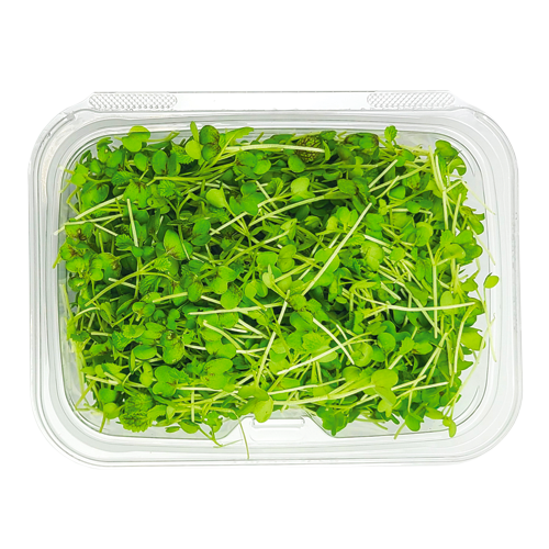 Clamshell pack of Micro Mustard Green – fresh-cut greens harvested in Long Island, NY for NYC kitchens