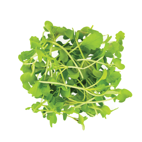 Micro Wasabi – Buy Wasabi Microgreens Online | WeQook NY