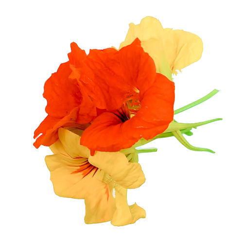 Close-up of Nasturtium Flowers – vibrant edible blooms grown in Long Island, NY for NYC chefs