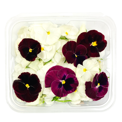 Clamshell pack of Pansy Flowers Holiday Mix – fresh festive florals from Long Island, NY