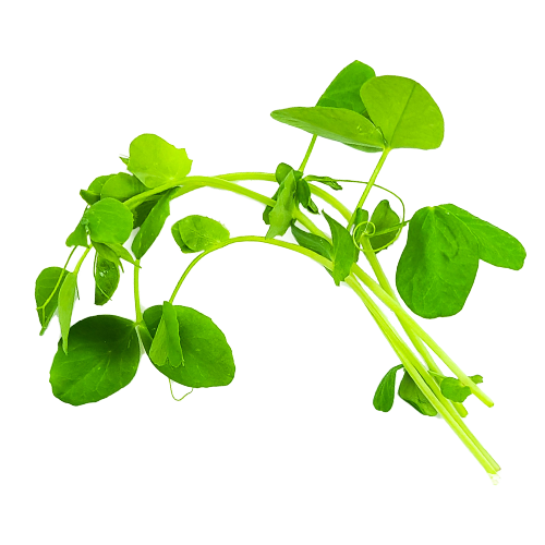 Close-up of Pea Tendrils – sweet, delicate greens grown in Long Island, NY for NYC chefs