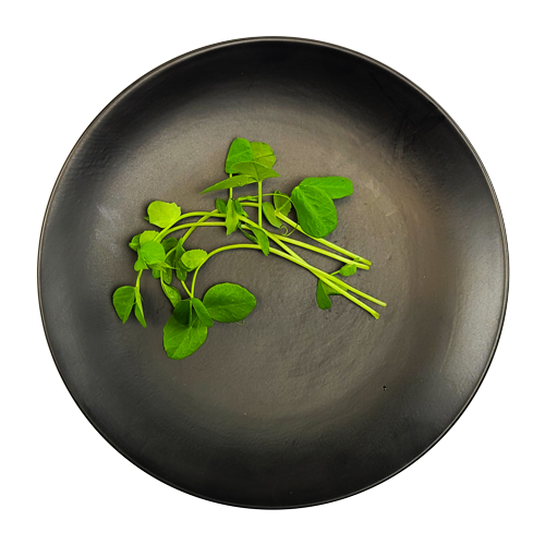 Plated Pea Tendrils – fresh and tender greens from New York styled for NYC restaurant plating