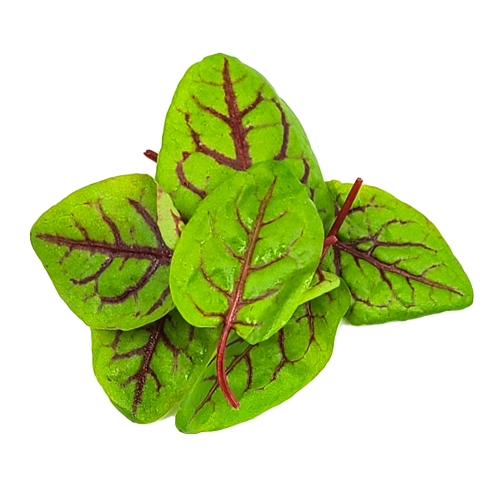 Close-up of Red Veined Sorrel – tart, vibrant microgreens grown in Long Island, NY for NYC chefs