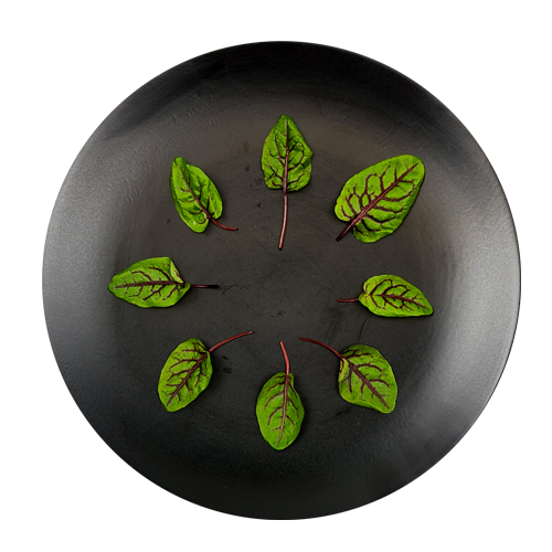 Plated Red Veined Sorrel – bold red-veined leaves from New York crafted for NYC restaurant dishes