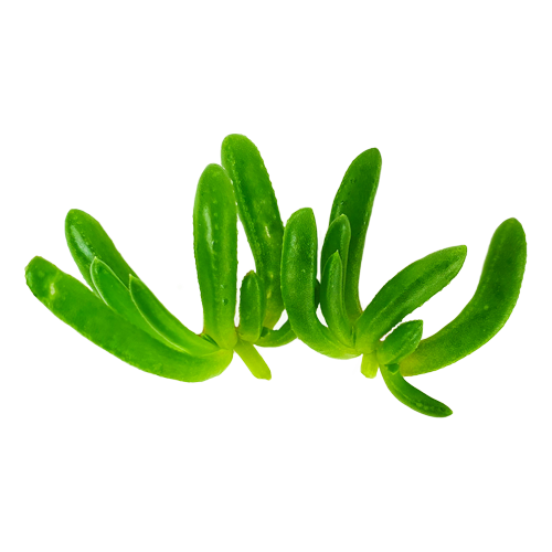 Close-up of Salty Fingers – crisp coastal greens grown in Long Island, NY for NYC chefs